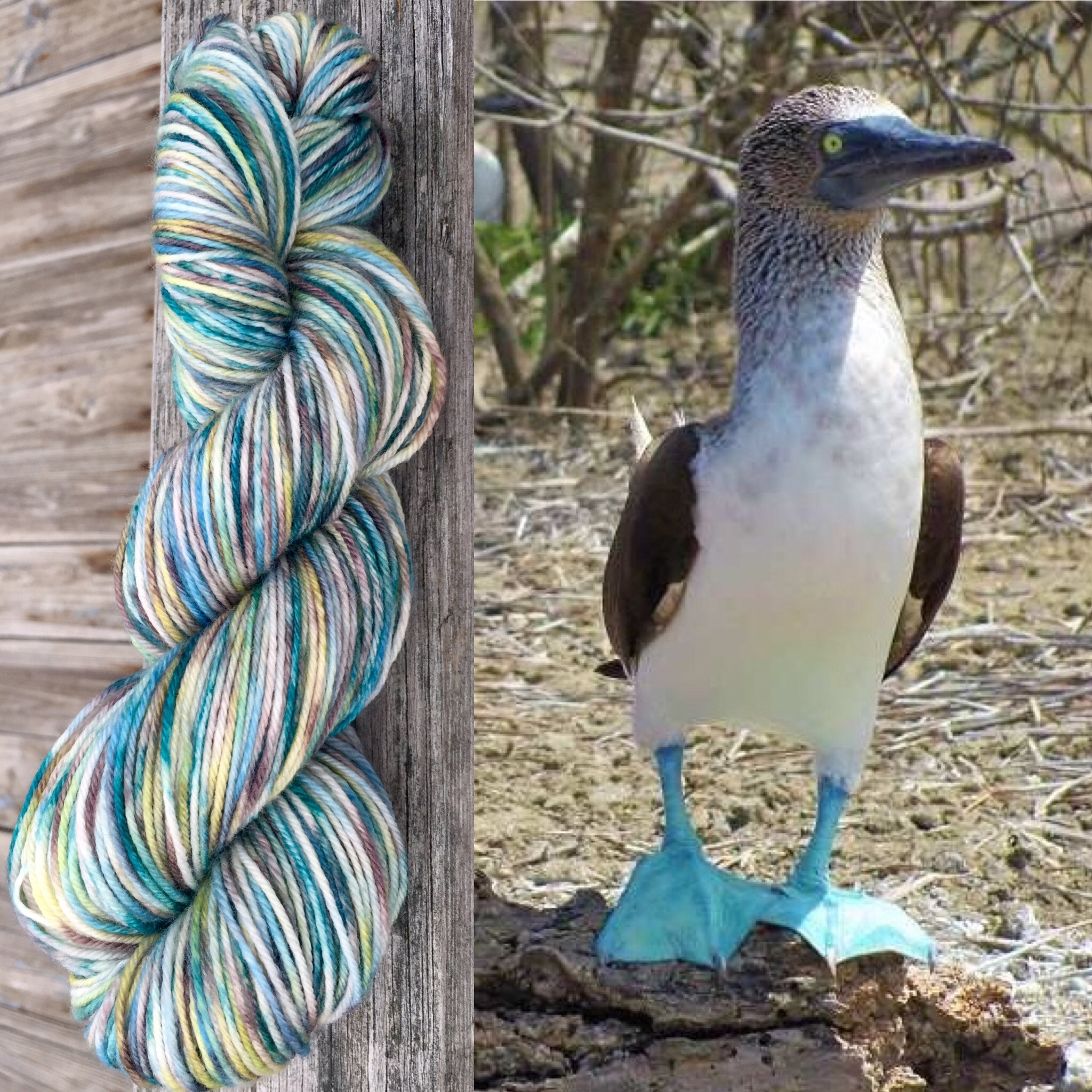 Blue Footed Booby Bird